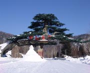 阳明天气预报40天